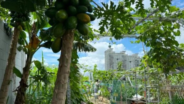 天龙配资 在楼顶养鸡种菜当“农民”的人，一月省下3000元买菜钱